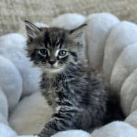 Photo of Oberon