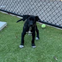 Photo of Koda