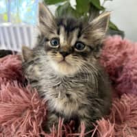 Photo of Hallie