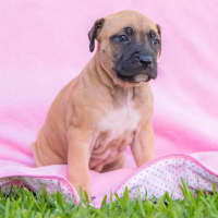 Photo of Salted Caramel