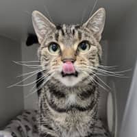 Photo of Ollie 