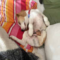 Photo of Henry B   3 Month Old Beagle