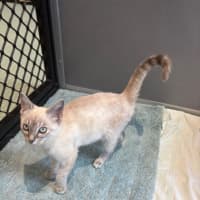 Photo of Snowbelle