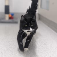Photo of Badger