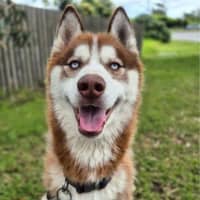 Photo of Buck