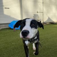 Photo of Moo