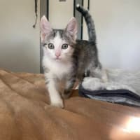 Photo of Penne