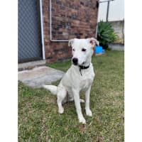 Photo of Brazil *$350 Adoption Fee*