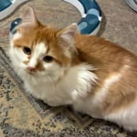 Photo of Simba