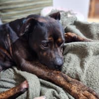 Photo of Roger *$250 Adoption Fee*