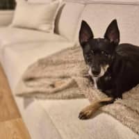 Photo of Rusty Dusty