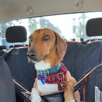 Photo of Happy   2 Year Old Dachshund X