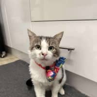 Photo of Mr Worldwide