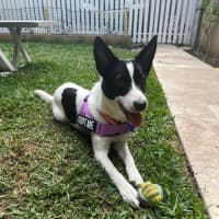 Photo of Kiki   1 Year Old Cattle Dog X