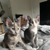 Photo of Vera & Violet