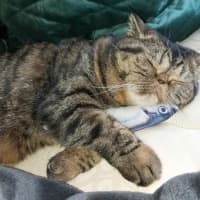 Photo of 🐾Cash🐾