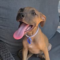 Photo of Theodore   16 Week Old Mixed Breed (Trial)