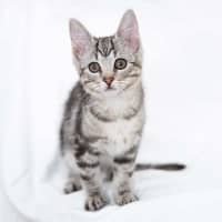 Photo of Biscuit