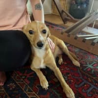 Photo of Foxie
