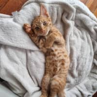 Photo of Hamish