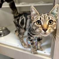 Photo of Kipper