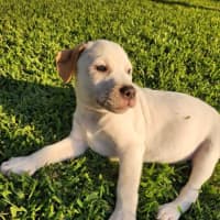 Photo of Nala   8 Week Old Cattle Dog X