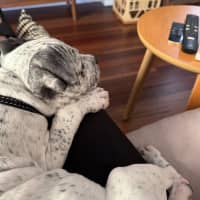 Photo of Charlie   10 Week Old Cattle Dog X