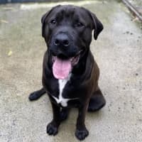 Photo of Tyson