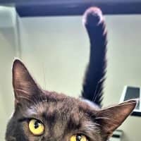 Photo of Kingsley