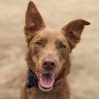 Photo of Taffy