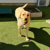 Photo of Archie