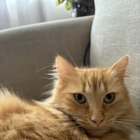 Photo of Juno