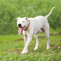 Photo of Blanco