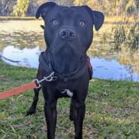 Photo of Odin