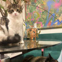 Photo of Luna Meet Me@Petstock Keysborough Storw