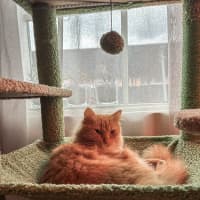 Photo of Juno