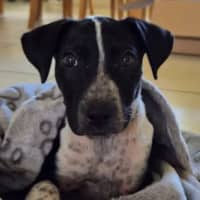 Photo of Gracie