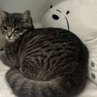 Photo of Nemo