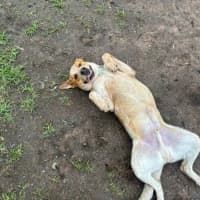 Photo of Benny