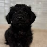 Photo of Oscar