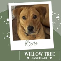 Photo of Roxie