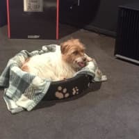 Photo of Bolt O'cleary