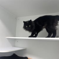Photo of Olive