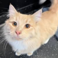 Photo of Crispy Marshmallow 