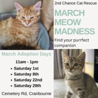 Photo of Joey Mousepad ** 2nd Chance Cat Rescue**