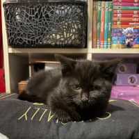 Photo of Batman **2nd Chance Cat Rescue**