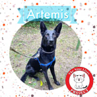 Photo of Artemis *9 Lives Project Rescue*