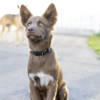 Photo of Bear 🐻 18 Mo Dingo Hybrid
