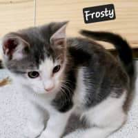 Photo of Frosty