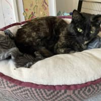 Photo of Ruby   In Foster Care In Bentleigh East